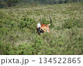 ケニアのサファリ ナクル湖国立公園 134522865