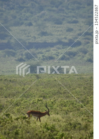ケニアのサファリ ナクル湖国立公園で見られる野生動物のインパラガゼル 134522867