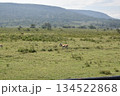 ケニアのサファリ ナクル湖国立公園で見られる野生動物のインパラガゼル 134522868