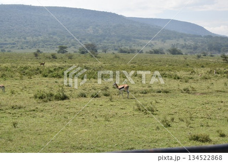 ケニアのサファリ ナクル湖国立公園で見られる野生動物のインパラガゼル 134522868