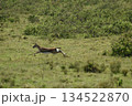 ケニアのサファリ ナクル湖国立公園で見られる野生動物のインパラガゼル 134522870