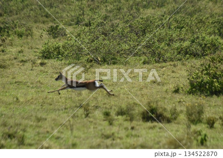 ケニアのサファリ ナクル湖国立公園で見られる野生動物のインパラガゼル 134522870