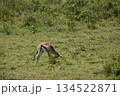 ケニアのサファリ ナクル湖国立公園で見られる野生動物のインパラガゼル 134522871