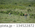 ケニアのサファリ ナクル湖国立公園で見られる野生動物のインパラガゼル 134522872