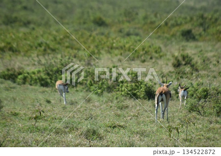 ケニアのサファリ ナクル湖国立公園で見られる野生動物のインパラガゼル 134522872