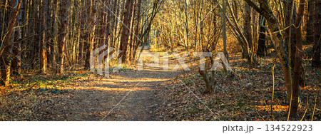 Woodland path 134522923