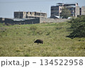 ケニアのサファリ ナクル湖国立公園で見られる野生動物のバッファロー 134522958