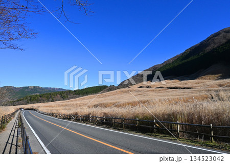 秋晴れの神奈川県箱根 仙石原すすき草原 秋晴れの神奈川県箱根 仙石原すすき草原 134523042