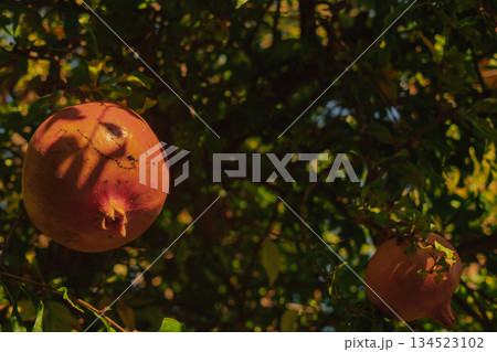 Organic pomegranate on the branch, illuminated by the bright sun 134523102