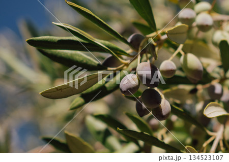Ripe olives on an olive tree branch in autumn, ready for harvest season Ripe olives on an olive tree branch in autumn, ready for harvest season 134523107