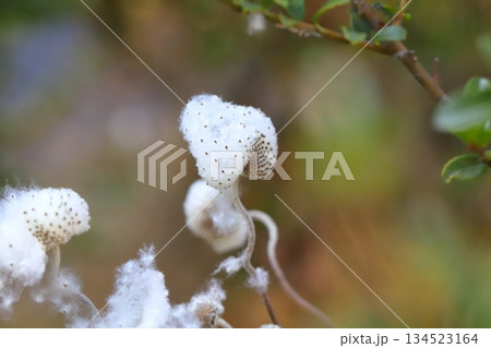 秋の庭に実るシュウメイギクの綿毛に包まれた種子 134523164