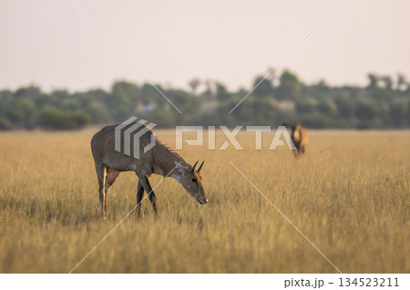 wild adult male nilgai or blue bull or Boselaphus tragocamelus eating grass in open grassland or grass field Largest Asian antelope in natural scenic environment in safari at forest of central india 134523211