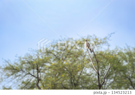 White eyed buzzard or Butastur teesa perched in natural green background at tal chhapar blackbuck sanctuary churu rajasthan india 134523213