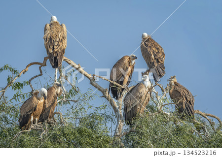 flock of Eurasian griffon vulture or gyps fulvus perched high on tree top basking sun in blue sky background during winter season migration at desert national park jaisalmer rajasthan india flock of Eurasian griffon vulture or gyps fulvus perched high on tree top basking sun in blue sky background during winter season migration at desert national park jaisalmer rajasthan india 134523216