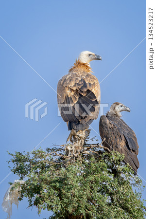 wild adult and juvenile Eurasian griffon vulture or gyps fulvus perch high on tree top basking sun in blue sky background during winter migration at desert national park jaisalmer rajasthan india 134523217