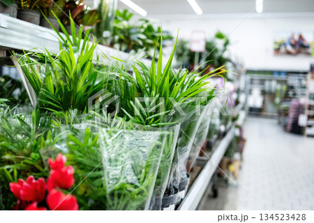 Living Plants On Shelves In Household Supermarket 134523428
