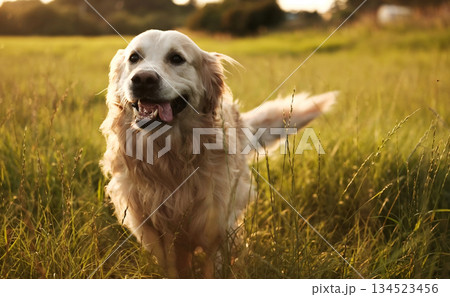 Adorable Golden Retriever Dog Walking On A Field At Sunset Adorable Golden Retriever Dog Walking On A Field At Sunset 134523456