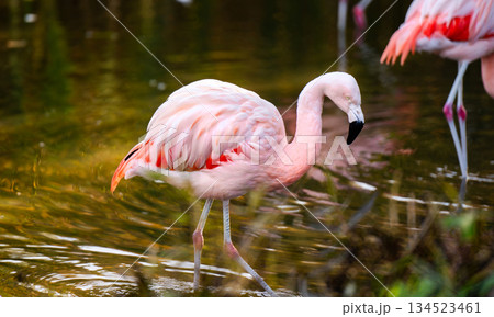 Pink Flamingo Birds In Water 134523461