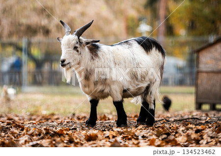 Beautiful Young Goat On An Outdoor Farm Beautiful Young Goat On An Outdoor Farm 134523462