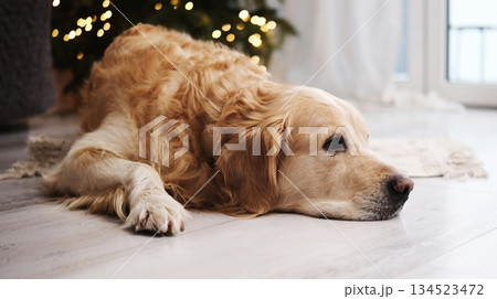Adorable Golden Retriever Dog Lying On A Floor 134523472