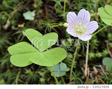 紫の筋の入るミヤマカタバミ 134523950