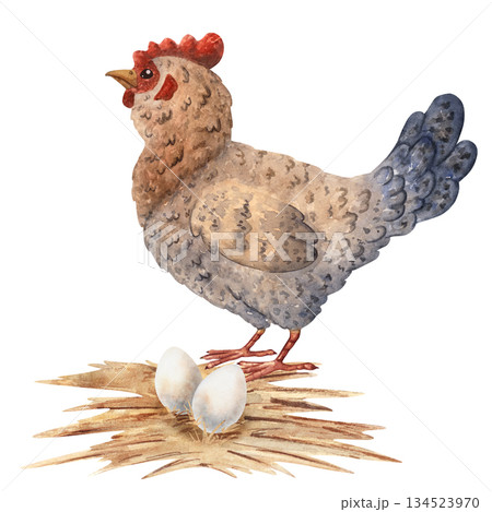 Watercolor composition featuring a hen standing near two eggs on straw, perfect for children projects, educational materials, farm themed designs, packaging, rustic decor. Hand Painted illustration 134523970
