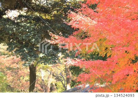 東京都 六義園 渡月橋付近 東京都 六義園 渡月橋付近 134524093