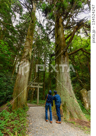 巨木が立つ神社の参道を歩く二人 巨木が立つ神社の参道を歩く二人 134524247