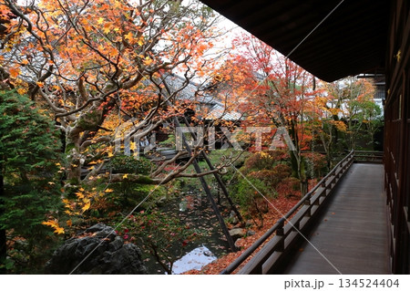 秋の禅林寺永観堂にて(京都府京都市左京区) 秋の禅林寺永観堂にて(京都府京都市左京区) 134524404