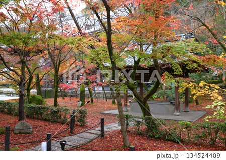 秋の禅林寺永観堂にて(京都府京都市左京区) 秋の禅林寺永観堂にて(京都府京都市左京区) 134524409