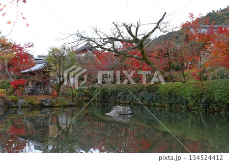 秋の禅林寺永観堂にて（京都府京都市左京区） 134524412