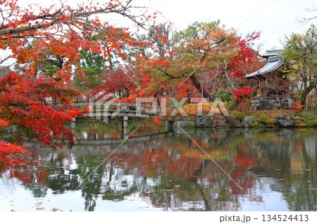秋の禅林寺永観堂にて(京都府京都市左京区) 秋の禅林寺永観堂にて(京都府京都市左京区) 134524413