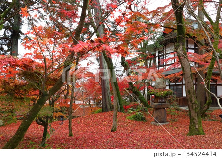 秋の禅林寺永観堂にて（京都府京都市左京区） 134524414