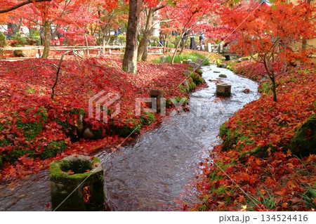 秋の禅林寺永観堂にて(京都府京都市左京区) 秋の禅林寺永観堂にて(京都府京都市左京区) 134524416