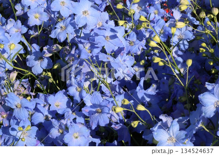 爽やかなデルフィニウム 134524637
