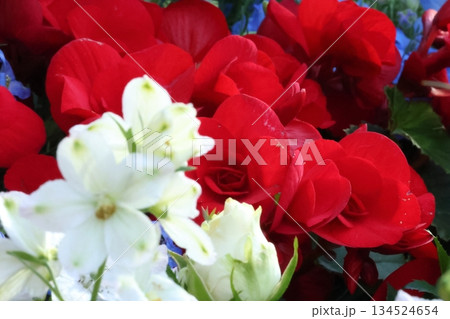 爽やかなベゴニアとデルフィニウム 爽やかなベゴニアとデルフィニウム 134524654