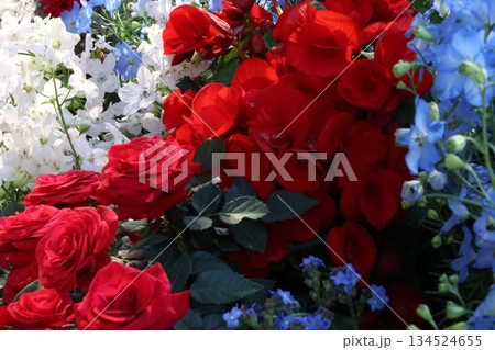 爽やかなベゴニアとデルフィニウム 134524655