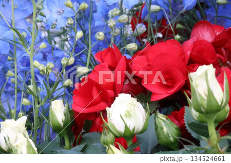 爽やかなベゴニアとデルフィニウム 134524661