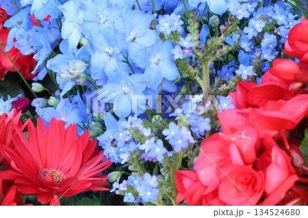爽やかなベゴニアとデルフィニウム 134524680