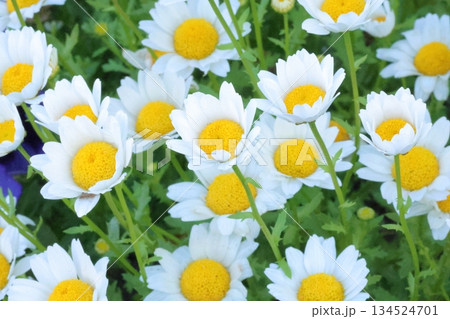 明るいカモミール 明るいカモミール 134524701