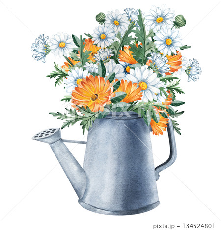 Watercolor composition of a metal watering can with daisies and marigold flowers, for floral designs, packaging, stationery, garden decor, seasonal projects. Hand painted with rich natural textures Watercolor composition of a metal watering can with daisies and marigold flowers, for floral designs, packaging, stationery, garden decor, seasonal projects. Hand painted with rich natural textures 134524801