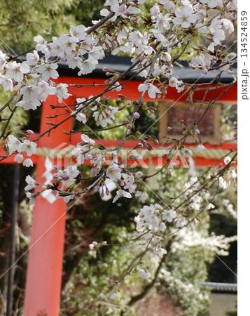 宇治上神社 桜│世界遺産を彩る春の訪れ│京都 観光 134524859