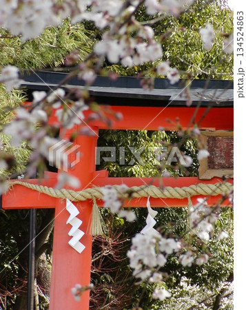 宇治上神社│桜越しに望む朱塗りの鳥居│日本の春 風景 134524863