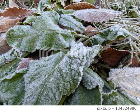 氷点下の植物 134524986