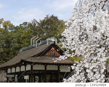京都 上賀茂神社│枝垂れ桜と茅葺き屋根の拝殿│世界遺産 春 京都 上賀茂神社│枝垂れ桜と茅葺き屋根の拝殿│世界遺産 春 134524994