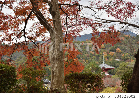 秋の大覚寺 モミジと大沢池越しの心経宝塔(京都市右京区) 秋の大覚寺 モミジと大沢池越しの心経宝塔(京都市右京区) 134525002
