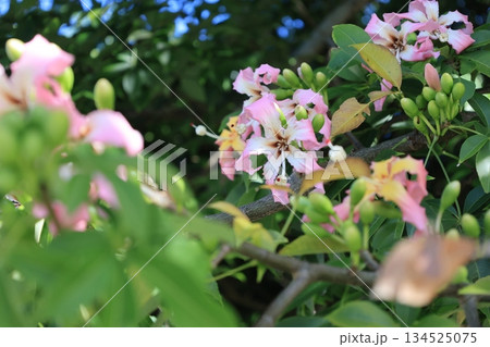 開花したピンク色のトックリキワタの花 開花したピンク色のトックリキワタの花 134525075