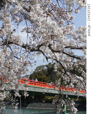 京都 宇治 桜│宇治川に架かる朱色の朝霧橋と満開の桜│春の風景 134525167
