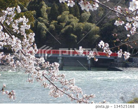 宇治 宇治川の春│橘橋と手前の桜│京都 観光 風景 宇治 宇治川の春│橘橋と手前の桜│京都 観光 風景 134525168