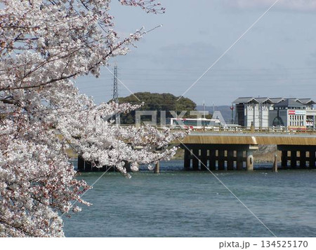 京都 宇治│宇治橋と満開の桜│宇治川の春 風景 京都 宇治│宇治橋と満開の桜│宇治川の春 風景 134525170